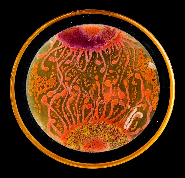 Microbiologia ed arte - Agar Art