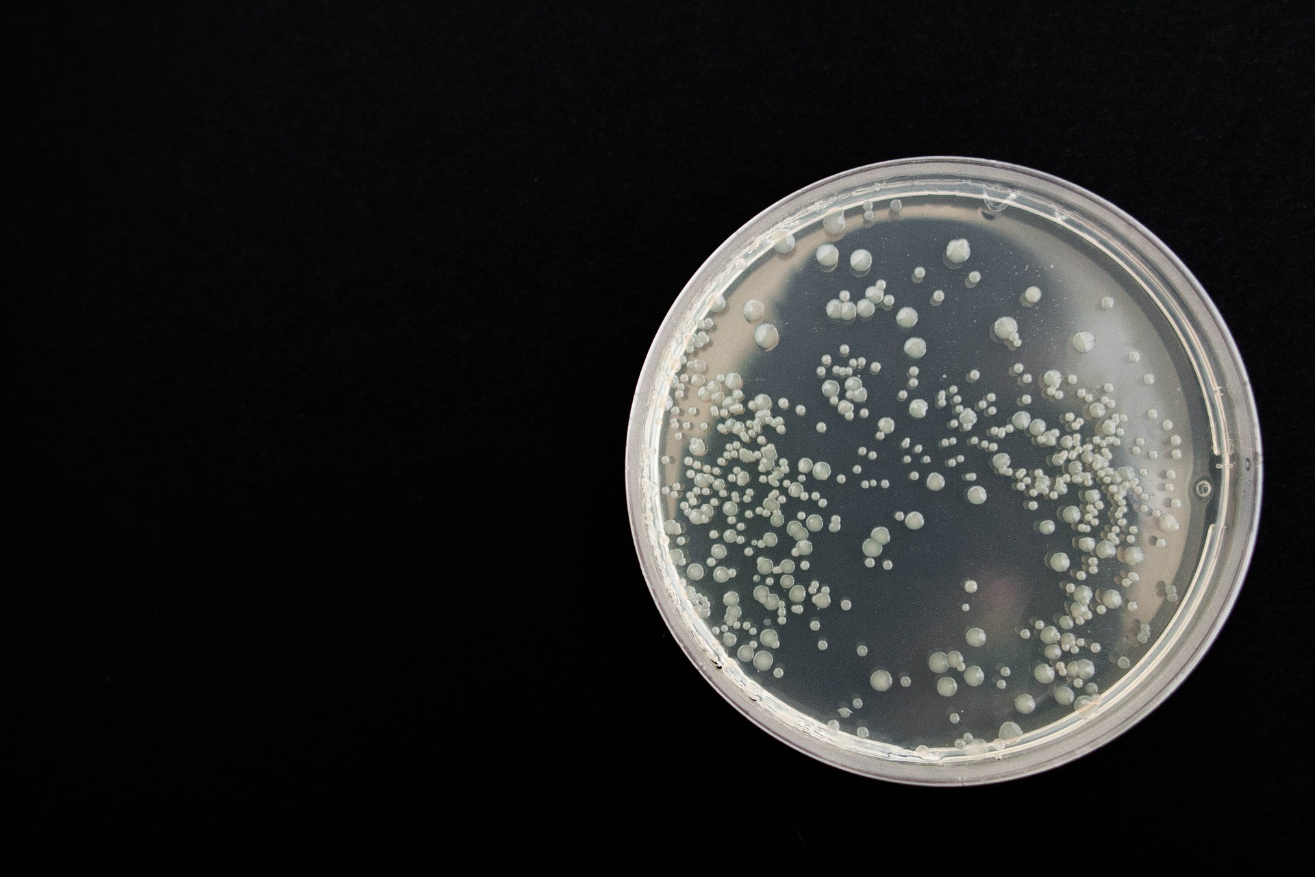Microbiologia ed arte - piastra petri
