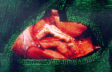 Figura 5