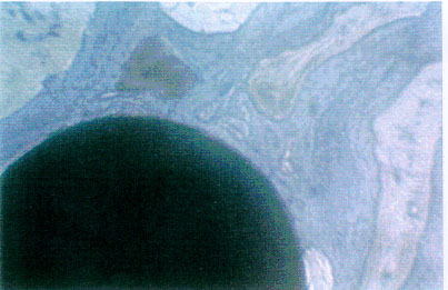 Figura 4 Figura 4