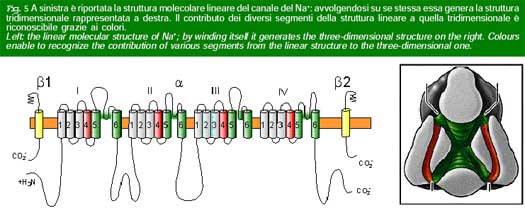 Figura 5a  - struttura molecolare epilessia