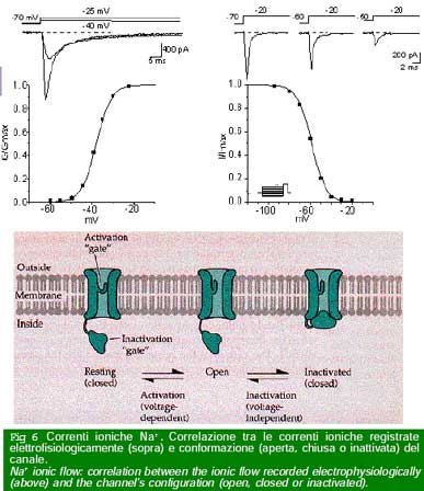 Figura 6 - potenziale di membrana neuroni epilessia