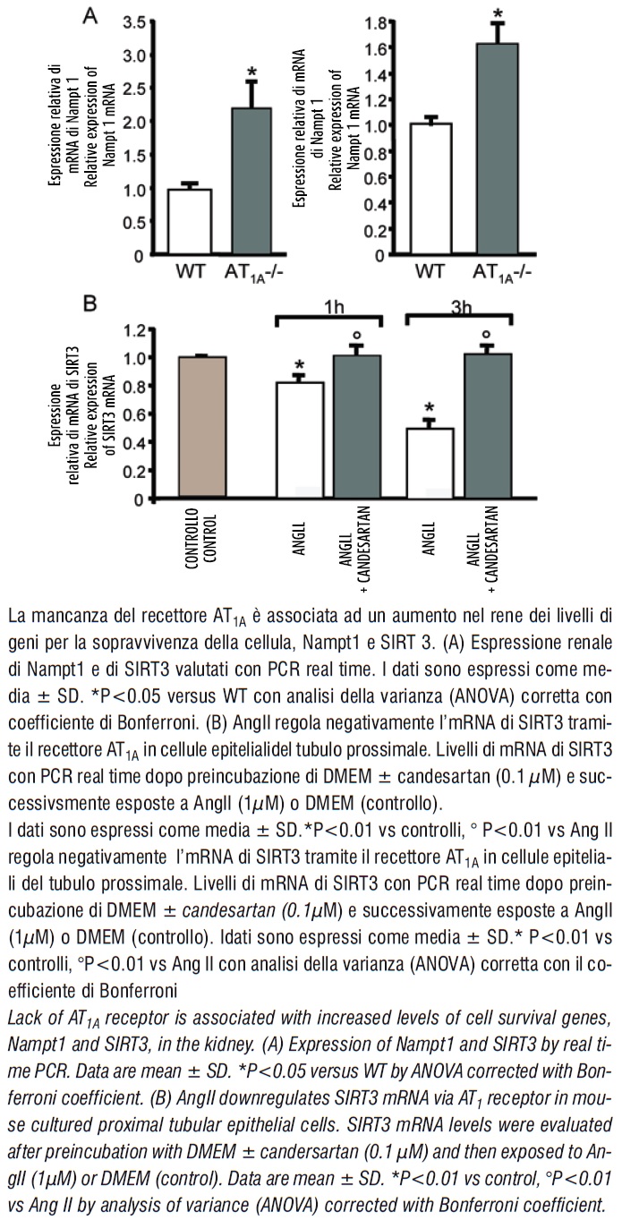 Figura 5