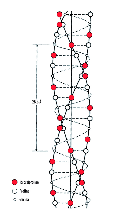 Elica di collagene