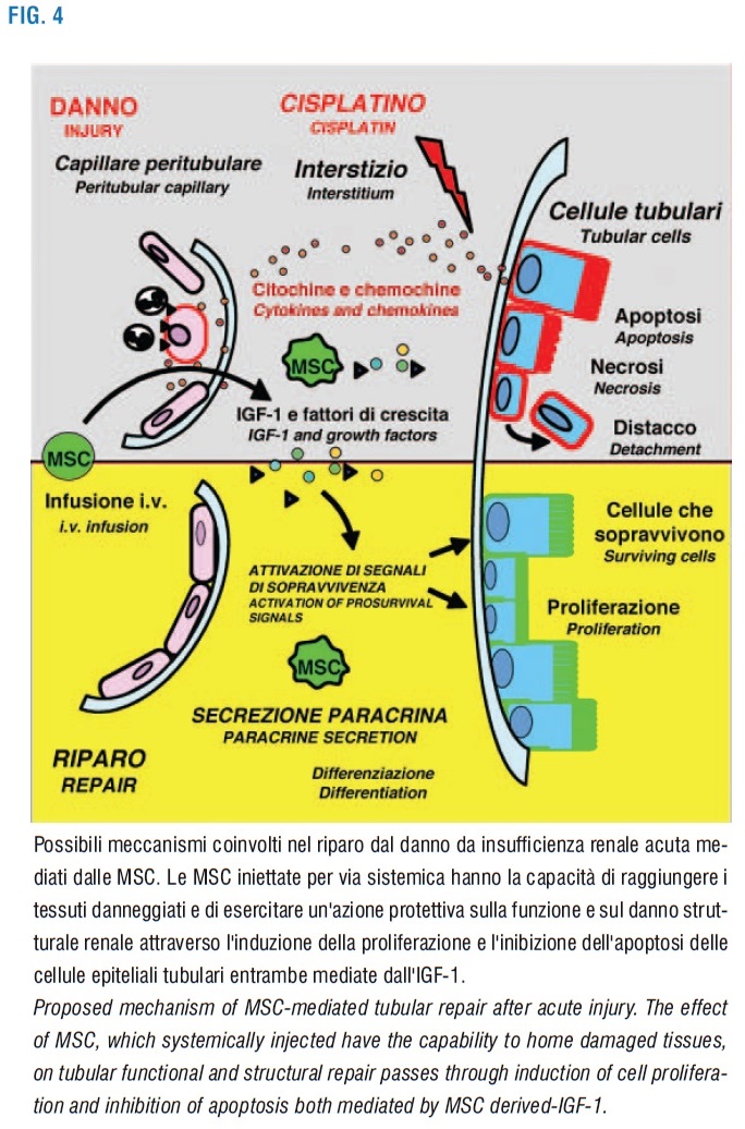 Figura 4