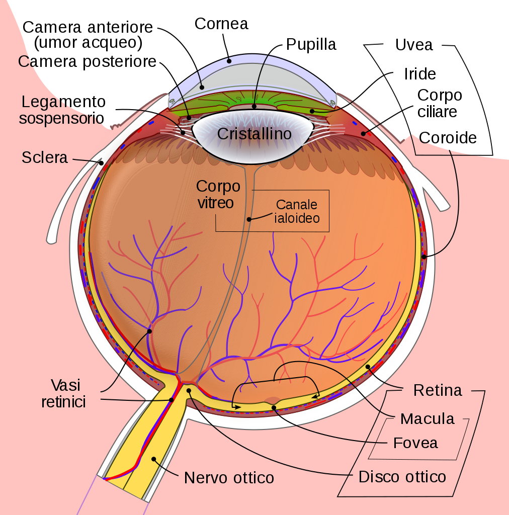 Anatomia dell'occhio