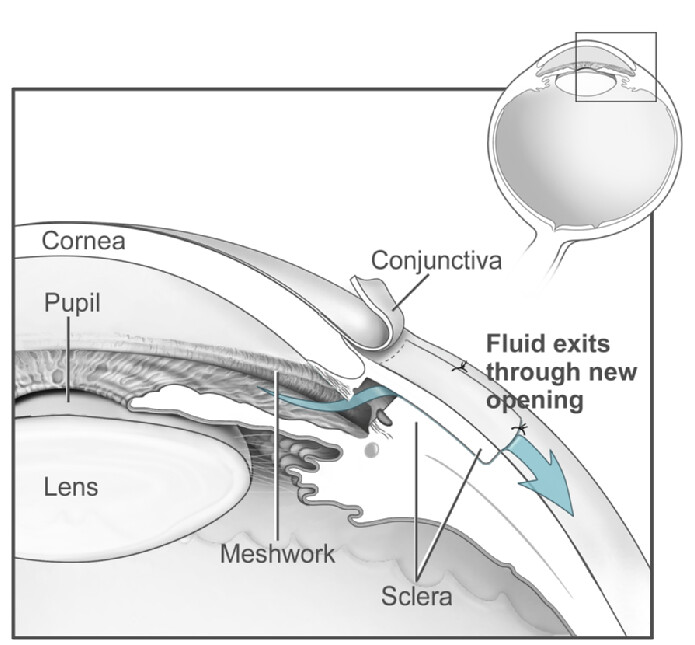 Anatomia dell'occhio 2
