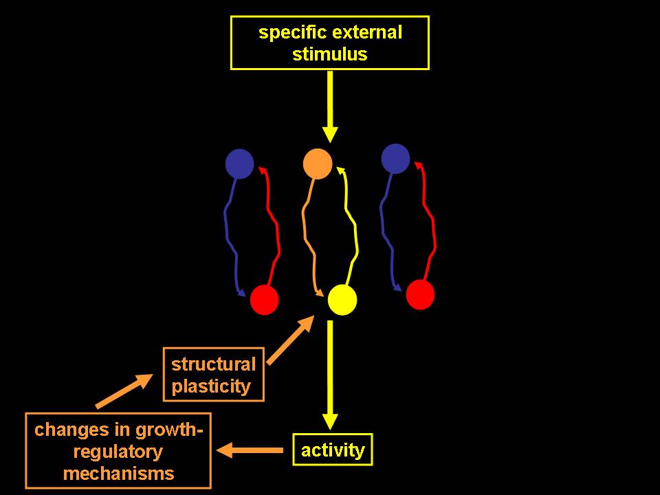 Figura 3 Fig. 3. Specificità dell’esperienza nei fenomeni plastici. Ogni specifico stimolo esterno attiverà solo determinati circuiti nervosi e, quindi, determinerà condizioni favorevoli per i processi plastici solo in quei circuiti, preservando la specificità delle connessioni eventualmente neoformate.