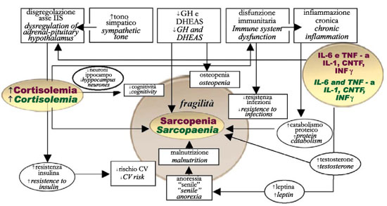 Figura 6 - Sarcopenia e fragilità: meccanismi patogenetici proposti. CV: cardiovascolare CNTF: ciliary neurotrophic factor; INF: interferon